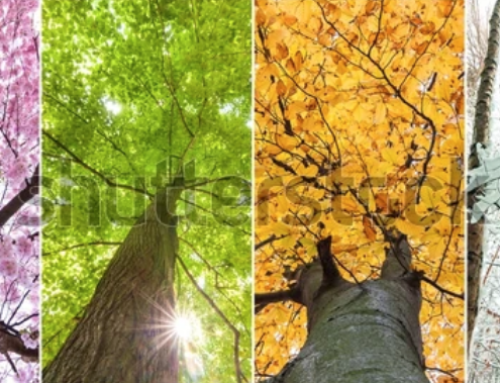 Seasonal Planning – An Overview